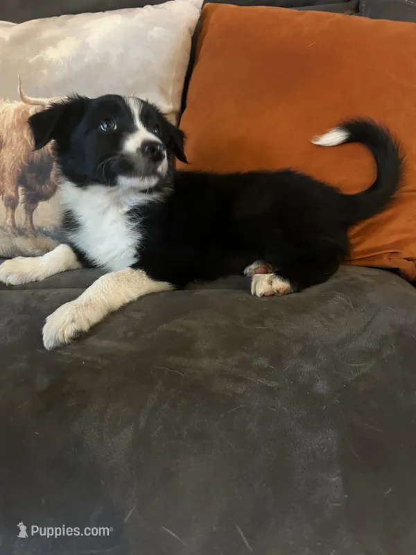 Rufus – Border Collie puppy for sale in Rocky, OK