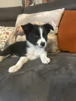 Freckles, a female Border Collie for sale in Rocky, OK – 3 of 4