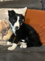 Sassy, a female Border Collie for sale in Rocky, OK – 3 of 5