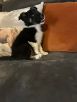 Spirit, a female Border Collie for sale in Rocky, OK – 4 of 4