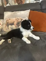 Freckles, a female Border Collie for sale in Rocky, OK – 4 of 4