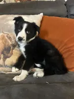 Sassy, a female Border Collie for sale in Rocky, OK – 2 of 5