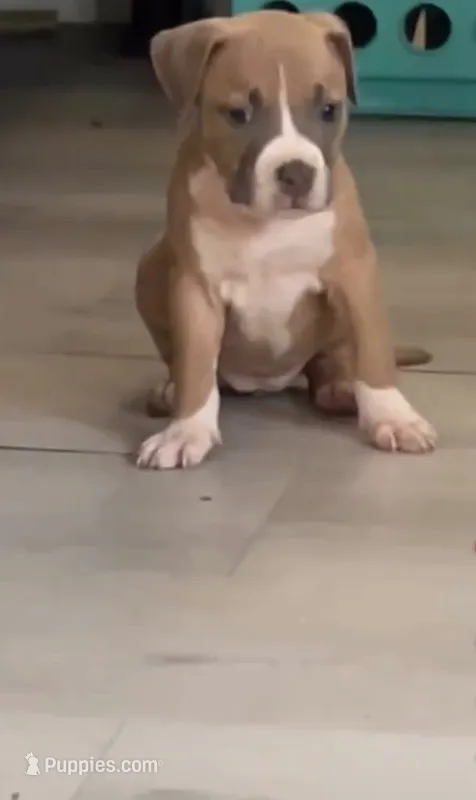 bella – American Pit Bull Terrier puppy for sale in Antioch, CA