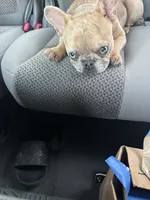 Halo, a female French Bulldog for sale in Palm Bay, FL – 2 of 3