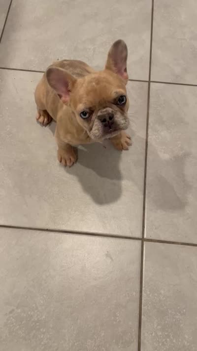 Halo, a female French Bulldog for sale in Palm Bay, FL – 3 of 3