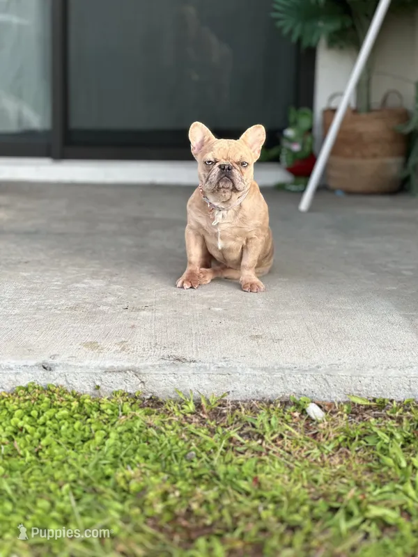 Halo – French Bulldog puppy for sale in Palm Bay, FL