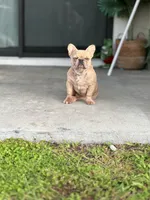 Halo, a female French Bulldog for sale in Palm Bay, FL – 1 of 3