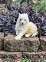 Winston, a male Chinese Crested for sale in Fuquay Varina, NC – Photo 2 of 2