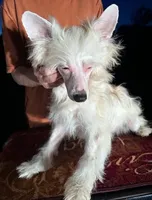 Chardonnay, a female Chinese Crested for sale in Fuquay Varina, NC – Photo 2 of 2