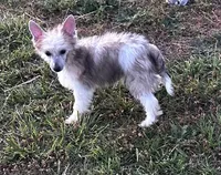 Cabernet, a male Chinese Crested for sale in Fuquay Varina, NC – Photo 2 of 2