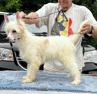 Cabernet, a male Chinese Crested for sale in Fuquay Varina, NC – Photo 1 of 2