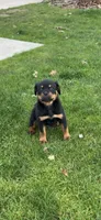 Duke, a male Rottweiler for sale in Casco Township, MI – 4 of 8