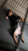 Duke, a male Rottweiler for sale in Casco Township, MI – 5 of 8