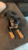 Duke, a male Rottweiler for sale in Casco Township, MI – 7 of 8