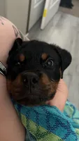 Duke, a male Rottweiler for sale in Casco Township, MI – 2 of 8