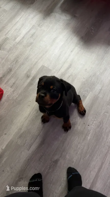 Duke – Rottweiler puppy for sale in Casco Township, MI