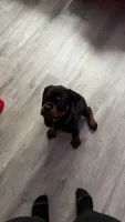 Duke, a male Rottweiler for sale in Casco Township, MI – 1 of 8
