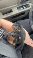 Duke, a male Rottweiler for sale in Casco Township, MI – 6 of 8