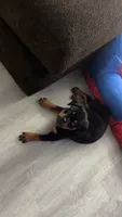 Duke, a male Rottweiler for sale in Casco Township, MI – 3 of 8