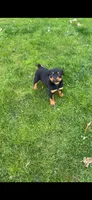 Duke, a male Rottweiler for sale in Casco Township, MI – 8 of 8