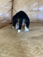 Jewel, a female Basset Hound for sale in Beechgrove, TN – Photo 2 of 5