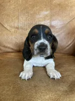 Jewel, a female Basset Hound for sale in Beechgrove, TN – Photo 1 of 5