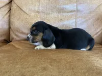 Jewel, a female Basset Hound for sale in Beechgrove, TN – Photo 4 of 5