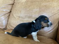 Jewel, a female Basset Hound for sale in Beechgrove, TN – Photo 5 of 5