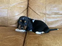 Jane, a female Basset Hound for sale in Beechgrove, TN – Photo 5 of 5