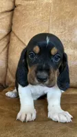 Jane, a female Basset Hound for sale in Beechgrove, TN – Photo 1 of 5