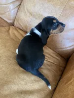 Jane, a female Basset Hound for sale in Beechgrove, TN – Photo 3 of 5