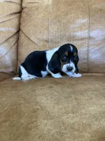 Jake, a male Basset Hound for sale in Beechgrove, TN – Photo 5 of 5