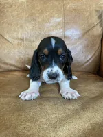 Jake, a male Basset Hound for sale in Beechgrove, TN – Photo 1 of 5