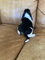 Jake, a male Basset Hound for sale in Beechgrove, TN – Photo 2 of 5