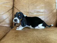 Jake, a male Basset Hound for sale in Beechgrove, TN – Photo 4 of 5