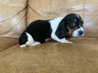 Jake, a male Basset Hound for sale in Beechgrove, TN – Photo 3 of 5