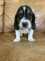 Jenny, a female Basset Hound for sale in Beechgrove, TN – Photo 1 of 5