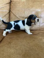 Jenny, a female Basset Hound for sale in Beechgrove, TN – Photo 4 of 5