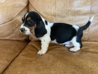 Jenny, a female Basset Hound for sale in Beechgrove, TN – Photo 3 of 5
