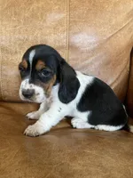 Jenny, a female Basset Hound for sale in Beechgrove, TN – Photo 5 of 5