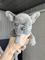 Thunder, a male French Bulldog for sale in Red Oak, OK – Photo 6 of 6