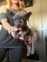 Thunder, a male French Bulldog for sale in Red Oak, OK – Photo 5 of 6