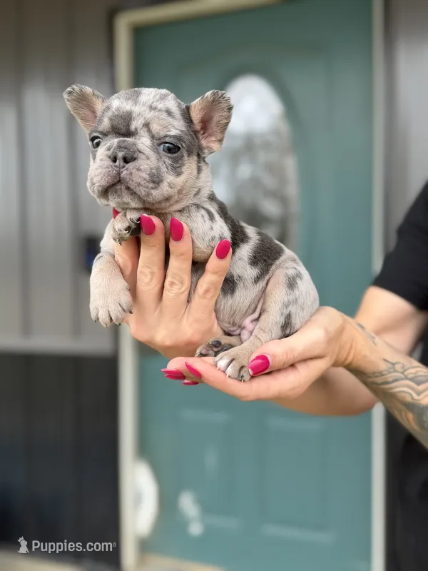 Ace – French Bulldog puppy for sale in Red Oak, OK