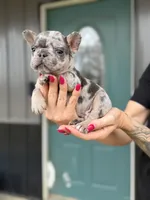 Ace, a male French Bulldog for sale in Red Oak, OK – 1 of 8