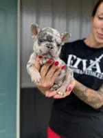 Ace, a male French Bulldog for sale in Red Oak, OK – 4 of 8
