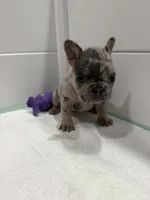 Ace, a male French Bulldog for sale in Red Oak, OK – 3 of 8