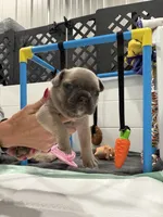 Rio, a male French Bulldog for sale in Red Oak, OK – 2 of 3