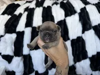 Ace, a male French Bulldog for sale in Red Oak, OK – 2 of 4