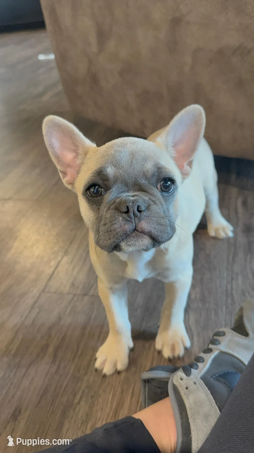 Breezy – French Bulldog puppy for sale in Red Oak, OK