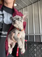 Queenie- Blue Merle, a female French Bulldog for sale in Red Oak, OK – 3 of 3